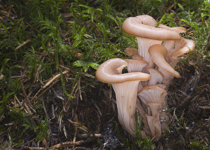 Lentinellus cochleatus